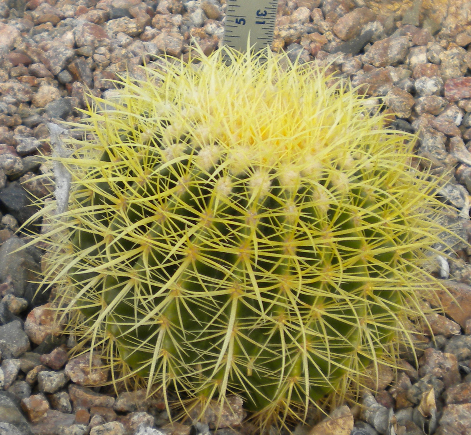 14+ Spiky Desert Plant - JonathanNeriah