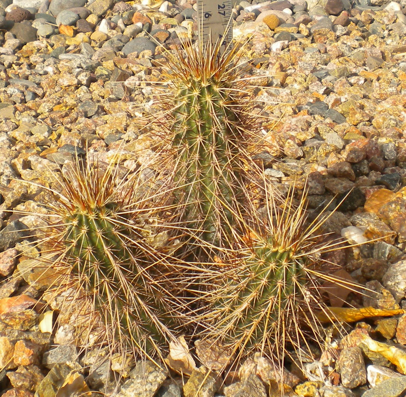 Guide to Desert Plants with Photos | SCW Desert Garden Club
